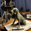 A senior German Pointer